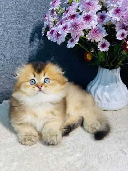 Munchkin Fold Longhair