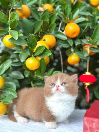 Munchkin
