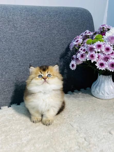 Munchkin Longhair