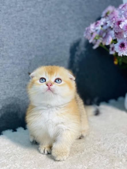Munchkin Fold