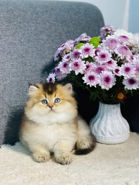Munchkin Longhair