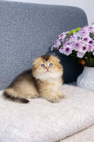 Munchkin Fold Longhair
