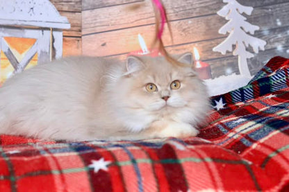 British Longhair