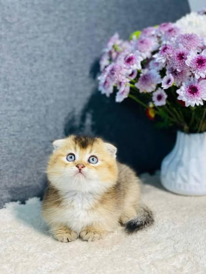 Munchkin Fold