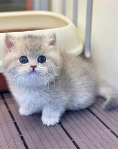 Munchkin