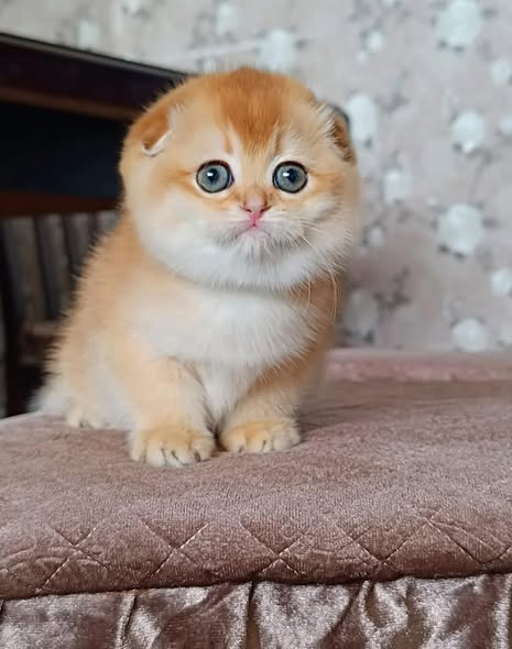 Scottish Fold
