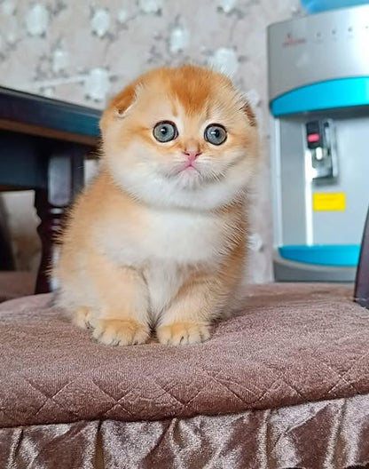 Scottish Fold
