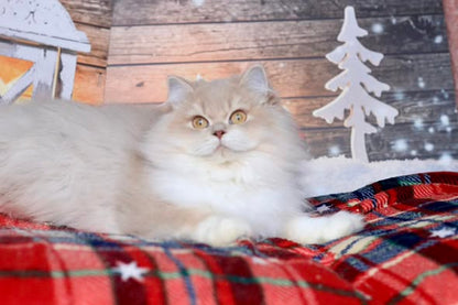 British Longhair