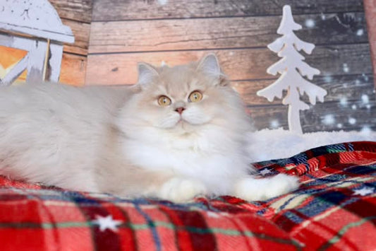 British Longhair