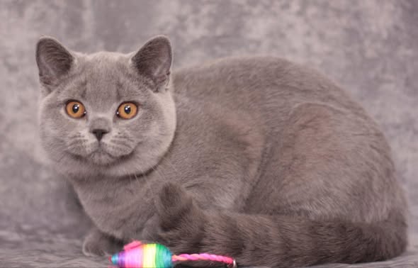British Shorthair
