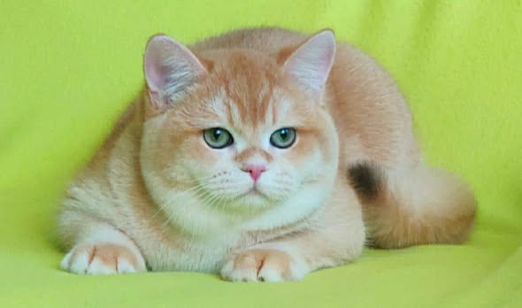 British Shorthair