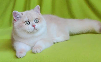 British Shorthair