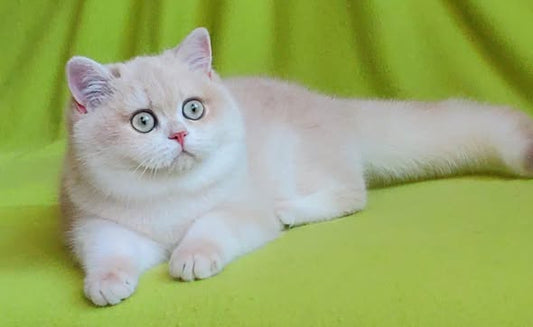 British Shorthair