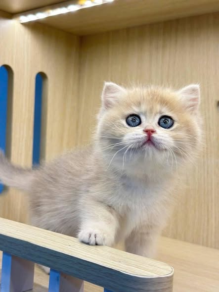 British Shorthair