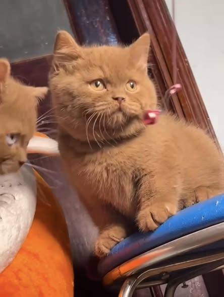 British Shorthair