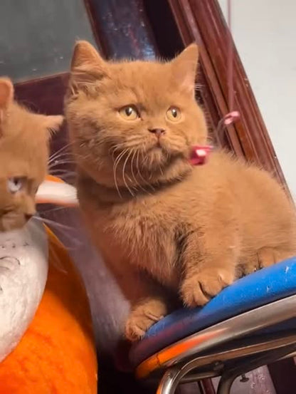 British Shorthair