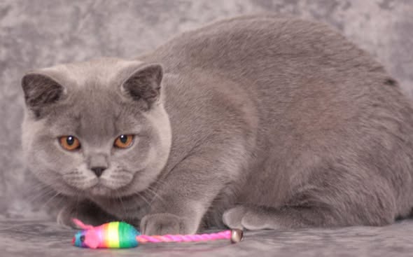 British Shorthair