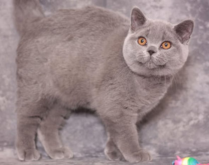 British Shorthair