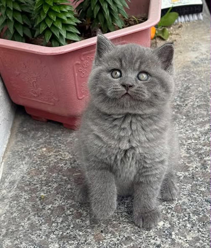 British Shorthair