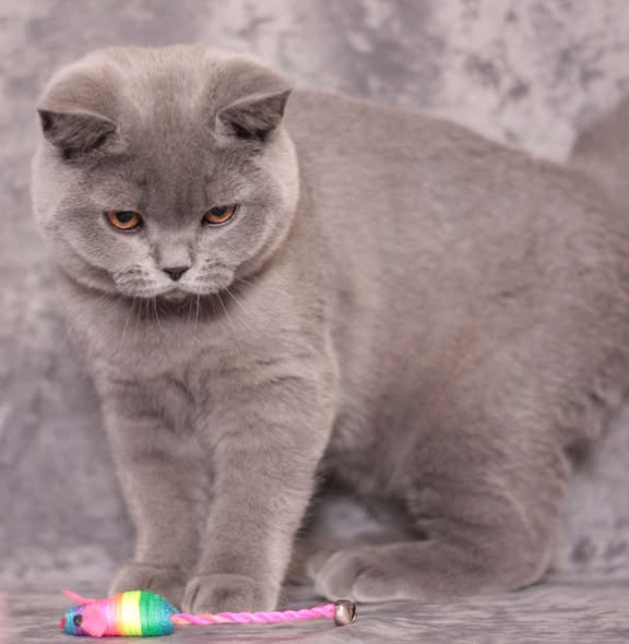 British Shorthair