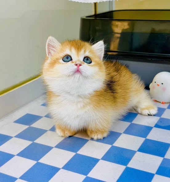 Munchkin