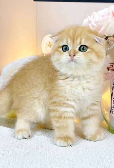 Scottish Fold