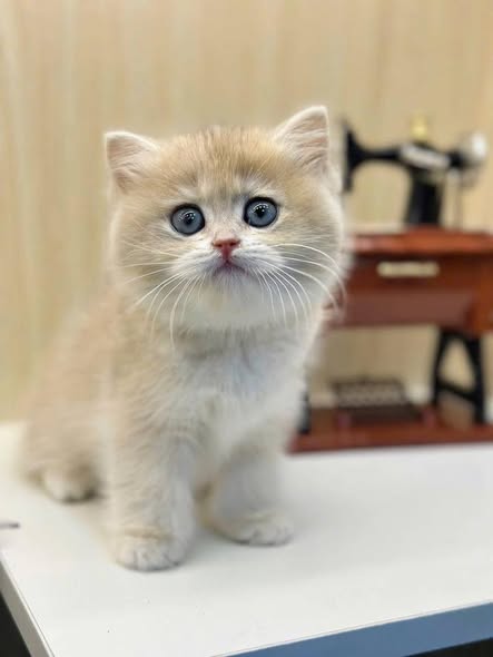 British Shorthair
