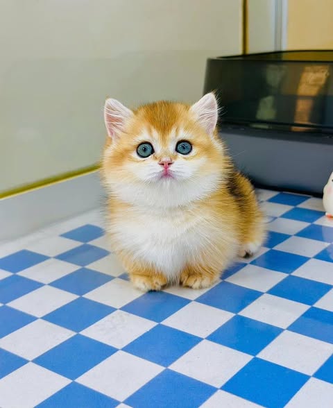 Munchkin
