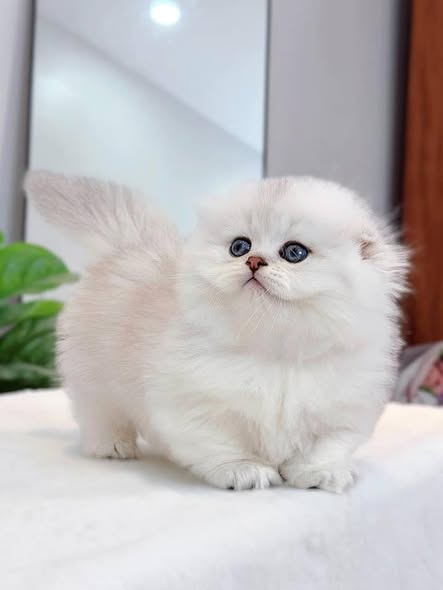 Munchkin Fold Longhair