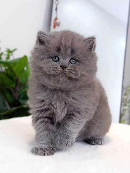 British Longhair