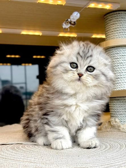 Scottish Fold Longhair