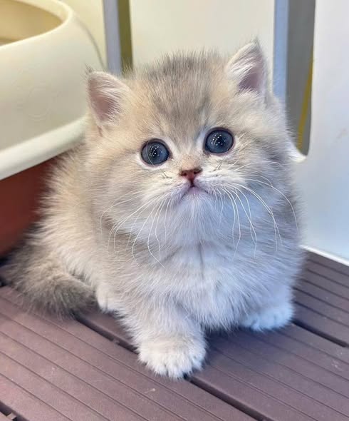 Munchkin