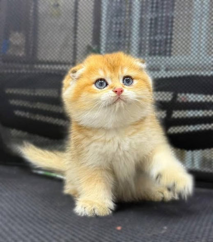 Scottish Fold
