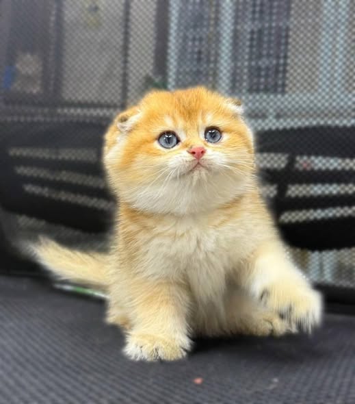 Scottish Fold