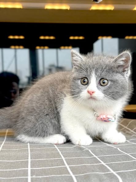 British Shorthair