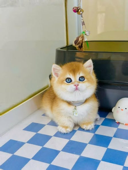Munchkin