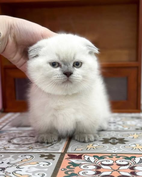 Munchkin Fold
