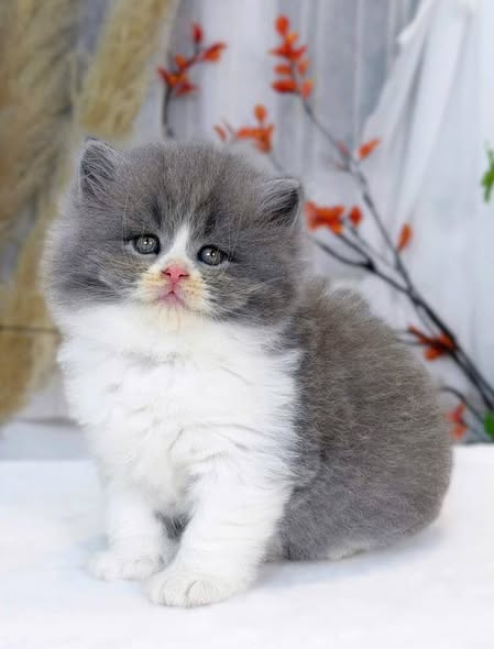 British Longhair