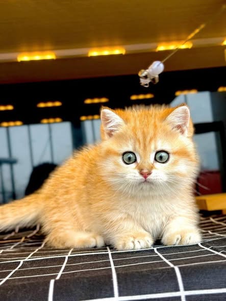 Munchkin
