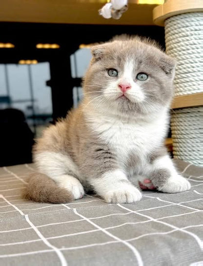 Scottish Fold