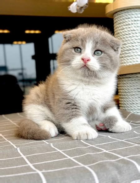 Scottish Fold