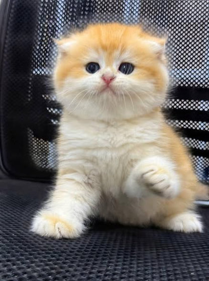 Scottish Fold