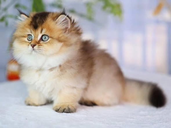 Munchkin Longhair