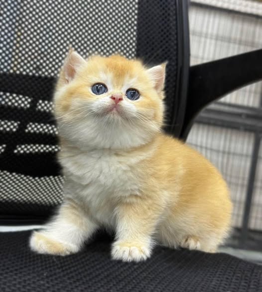 British Shorthair