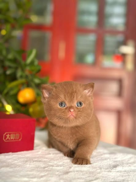 British Shorthair