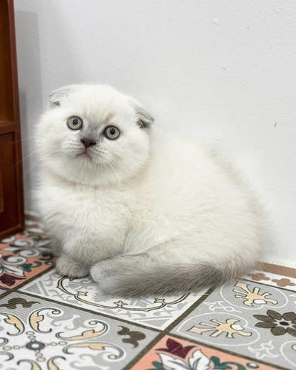 Munchkin Fold
