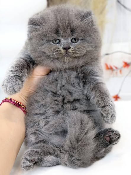 British Longhair