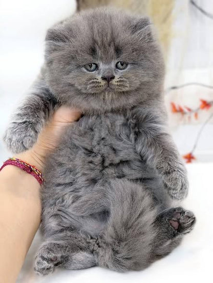 British Longhair