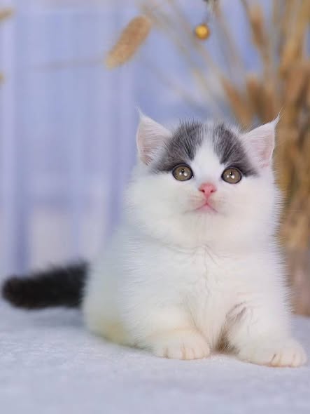 Munchkin