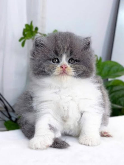British Longhair